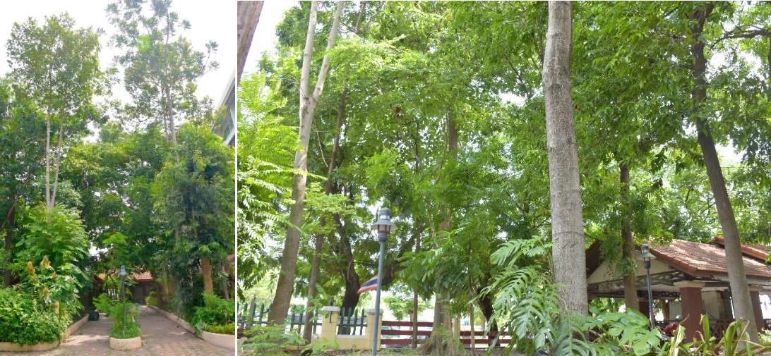 RRU GO GREEN Campaign
